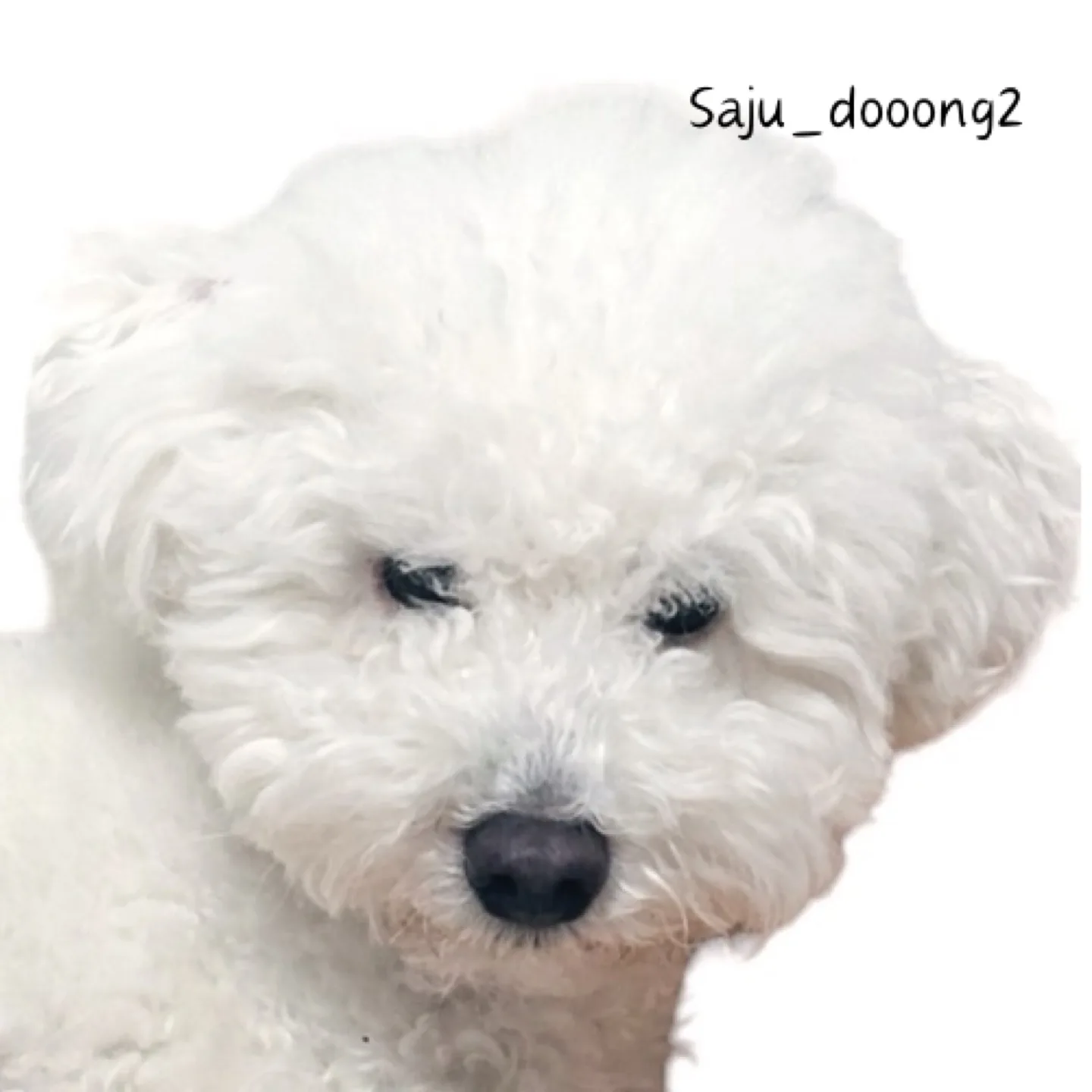 사주둥이