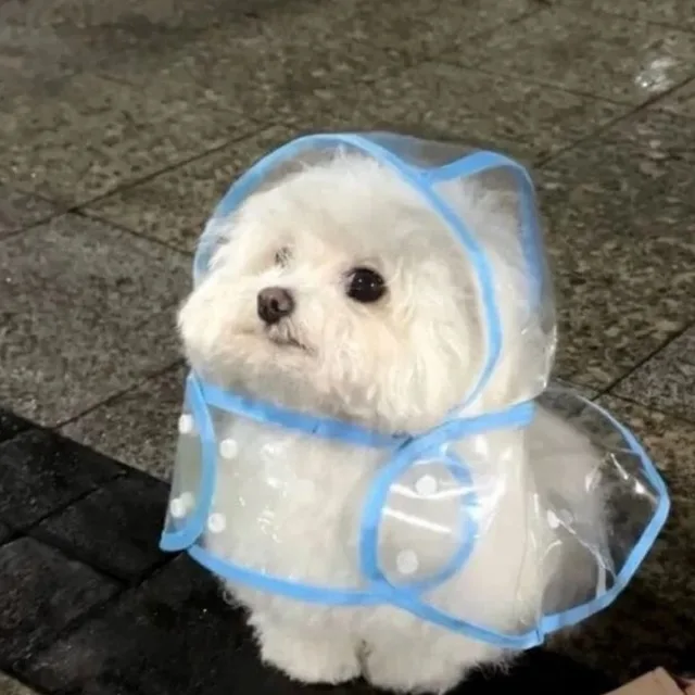 뾲뾲