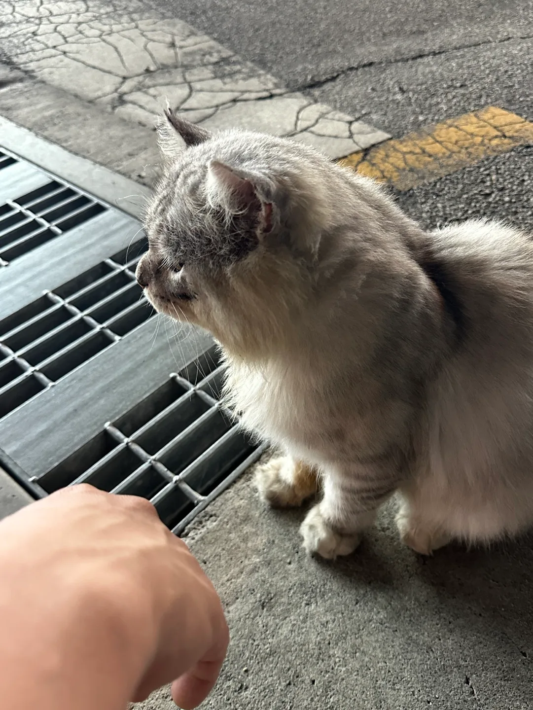 냥냥