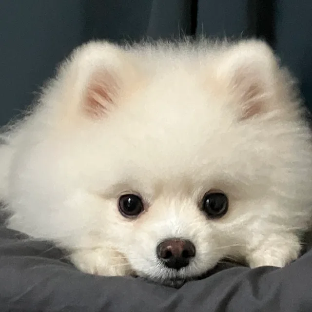 감자도리