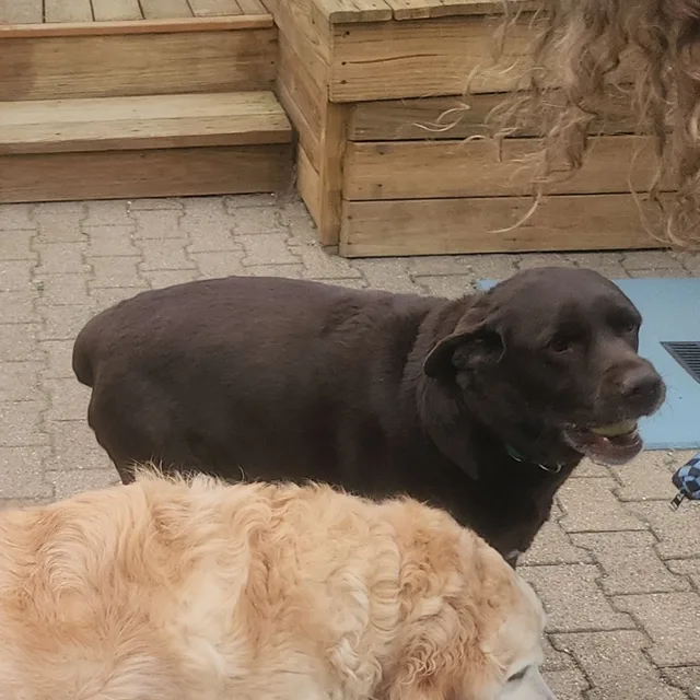 cohibas