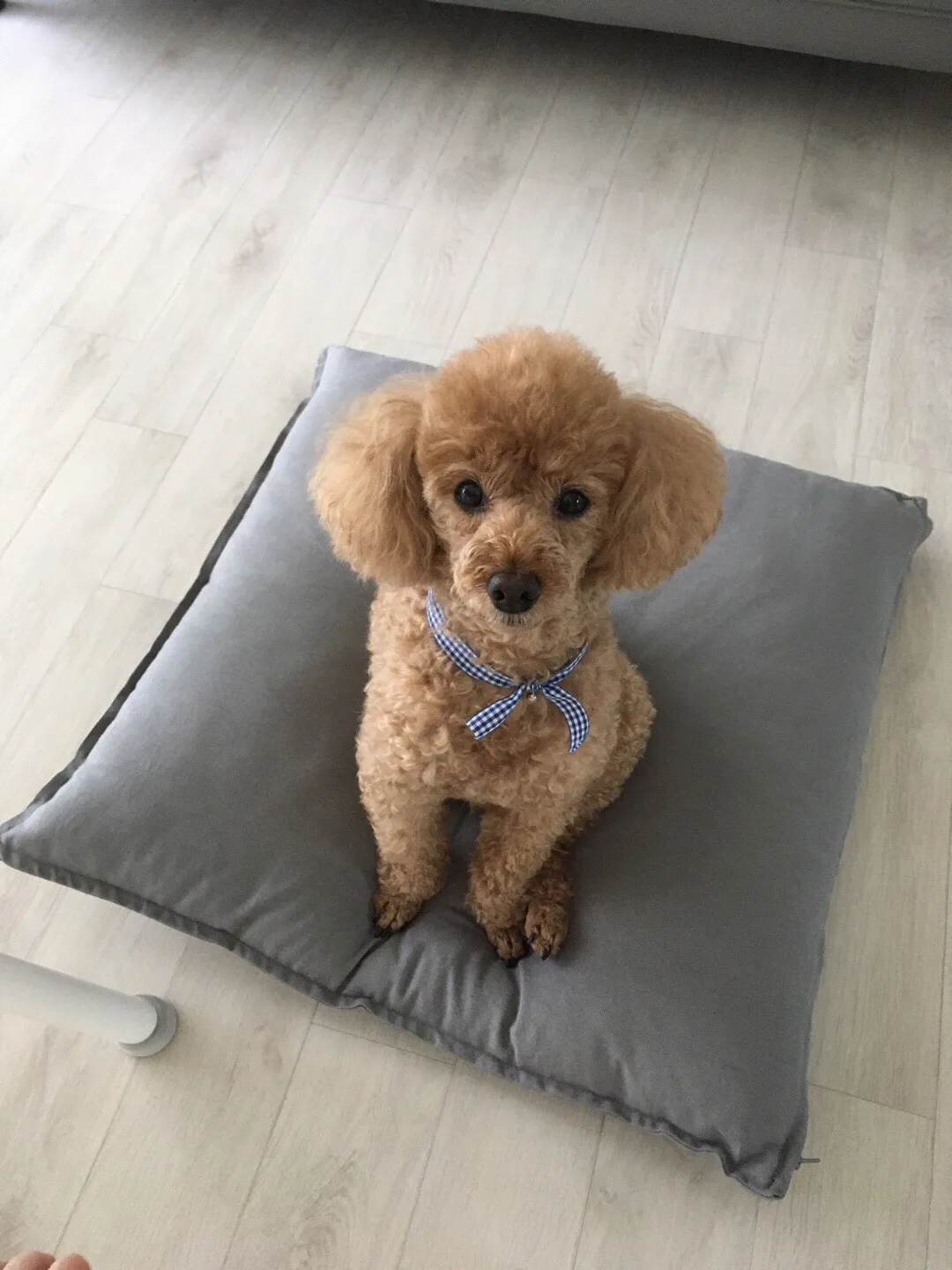 보들보들