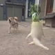 무알타리