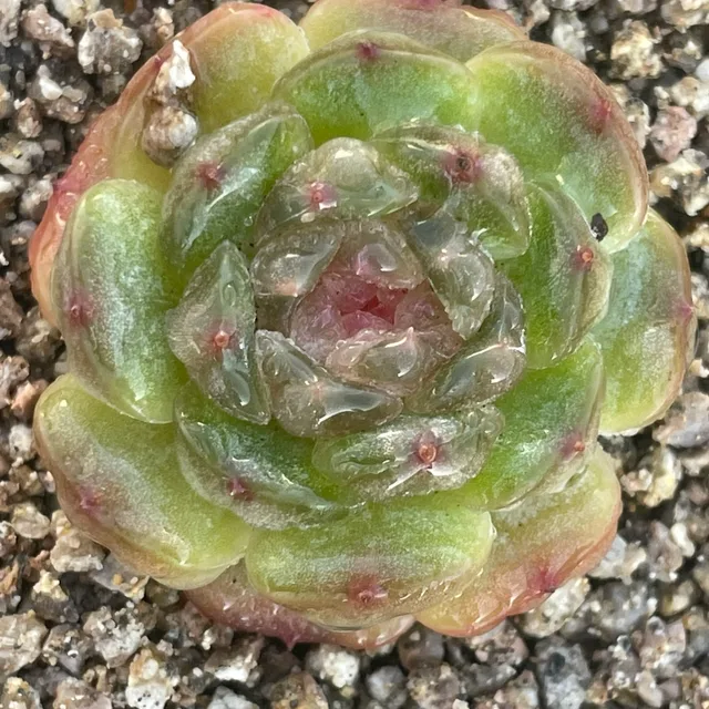 꽃보다다육