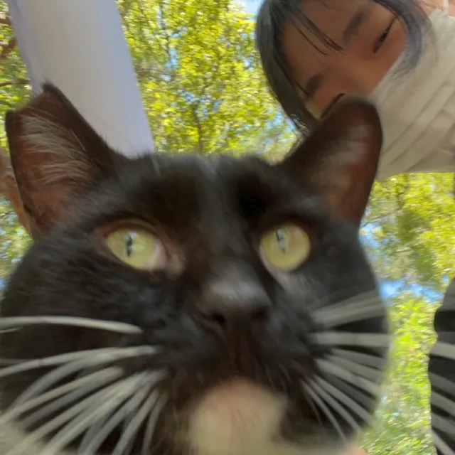당이