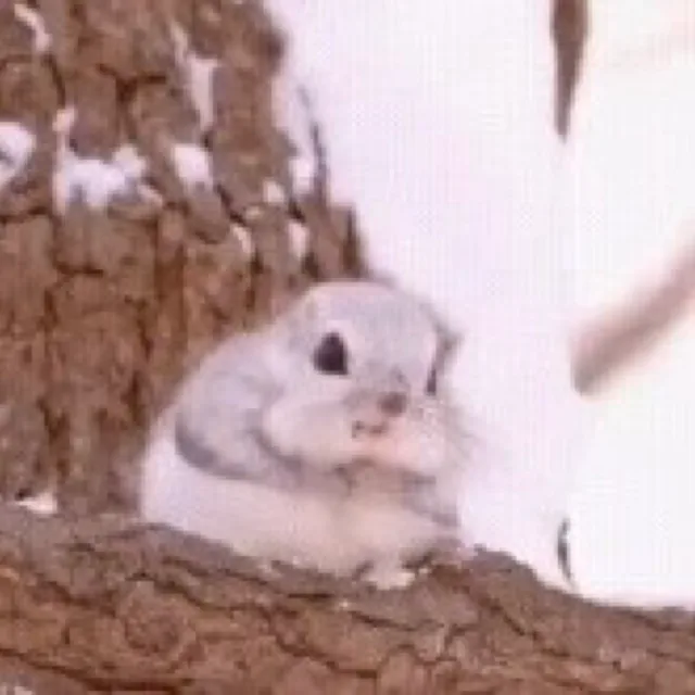 히히다람지