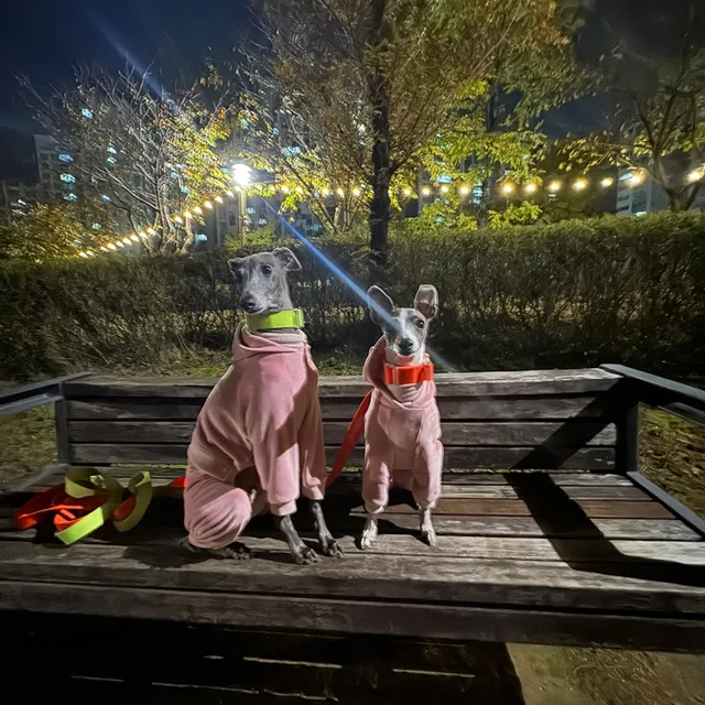 복어왕