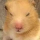 또띠