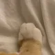 땅콩