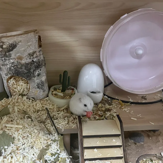 두부