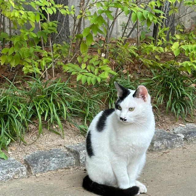 광합성중독