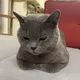 카카