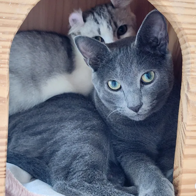 대빵이