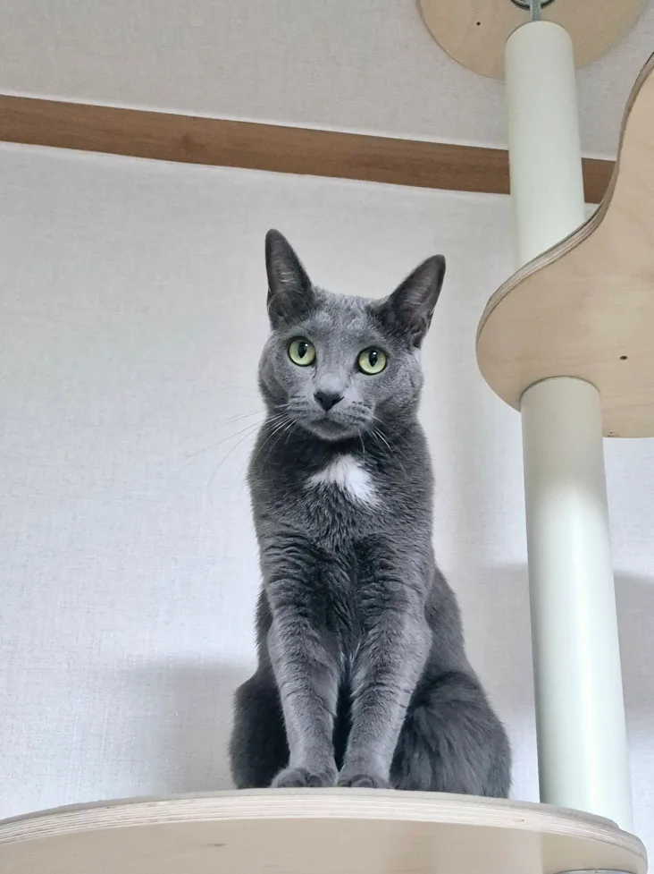 초롬