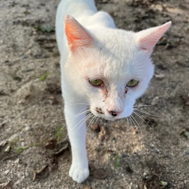 성궁