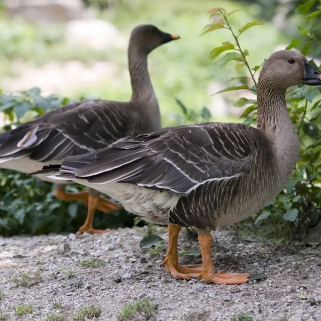 wildgoose