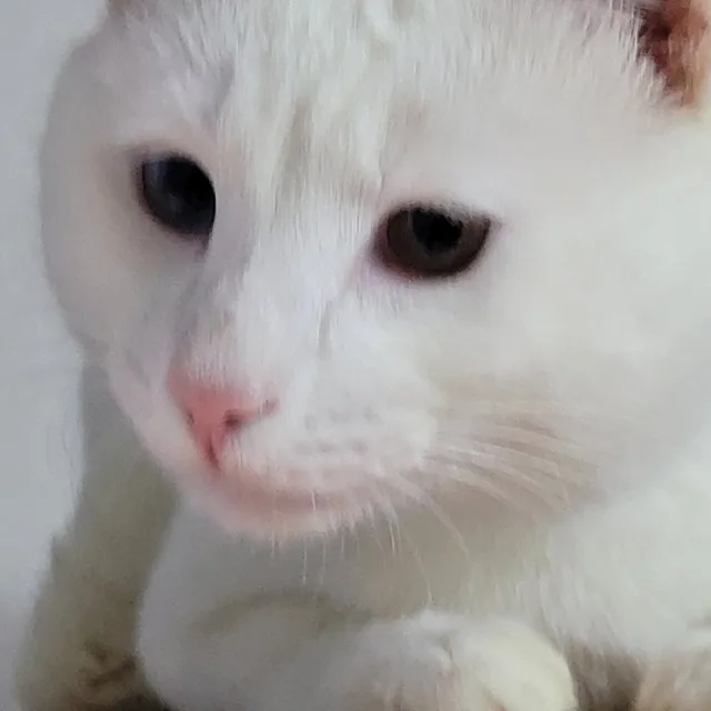 딸기크림
