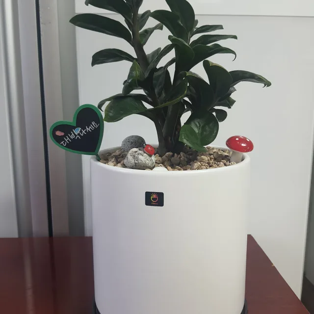 해바라기