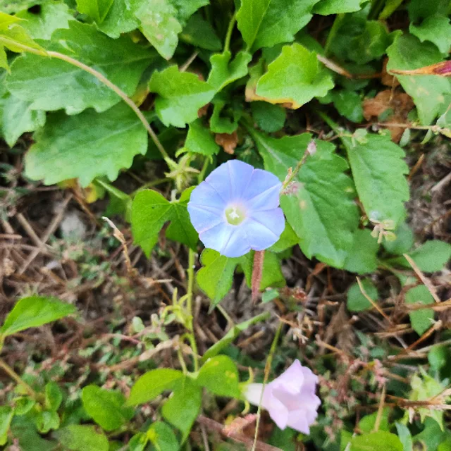 피앙투