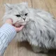 사악둥이