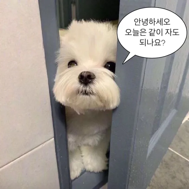 제시켜알바