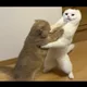 디베이스