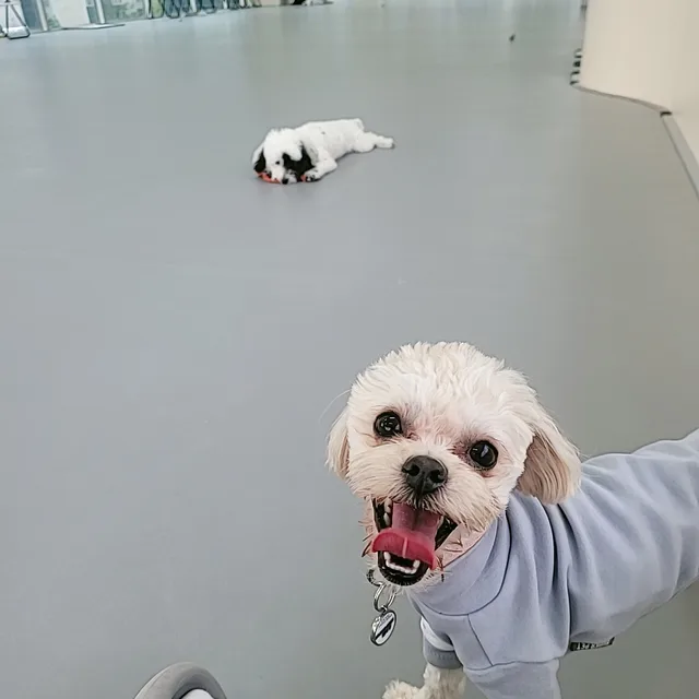 팬치