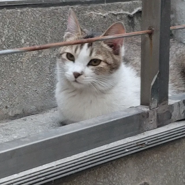 딸기농장