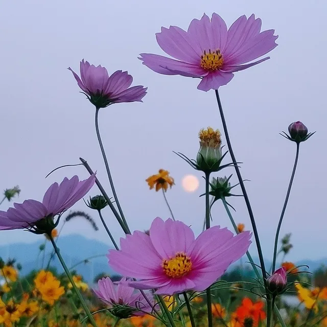 야생마
