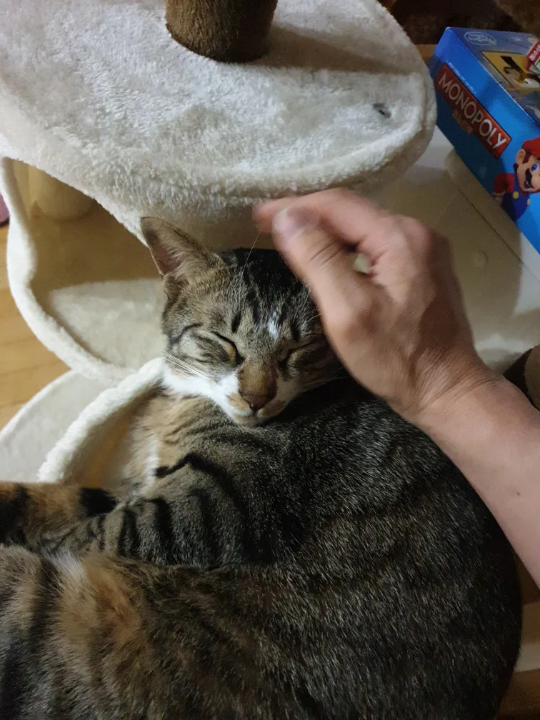레오집사