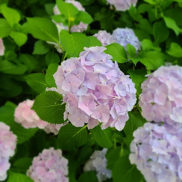 수국