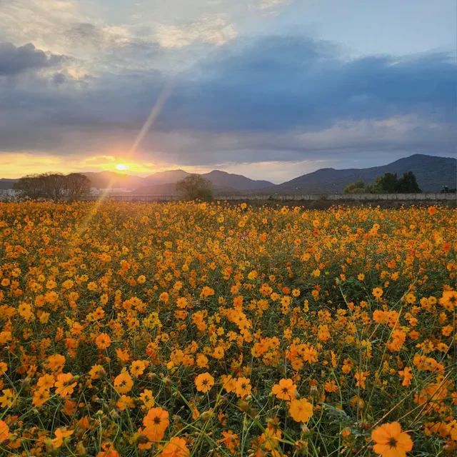 볼비
