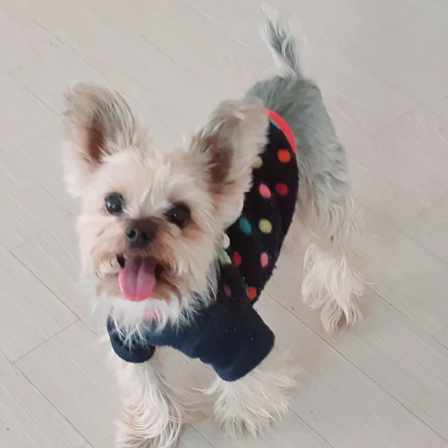 모닝
