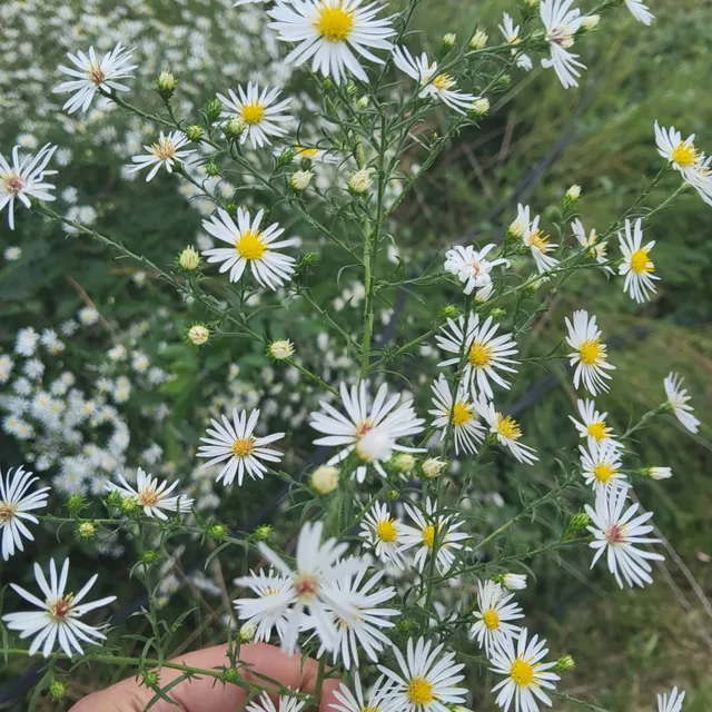 마켓활용
