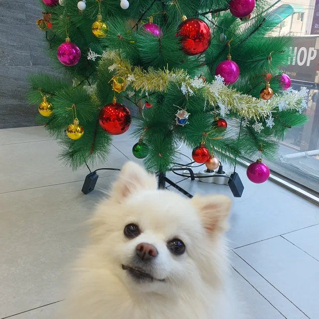 콩이맘