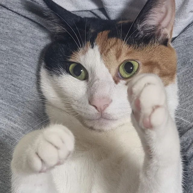 몽돌이