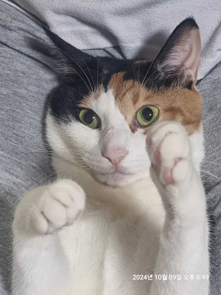몽돌이