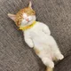 빵빵야