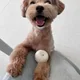 우성형