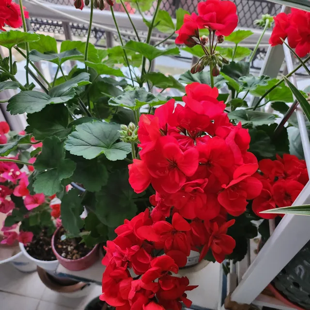 개똥벌레