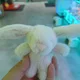 댕댕