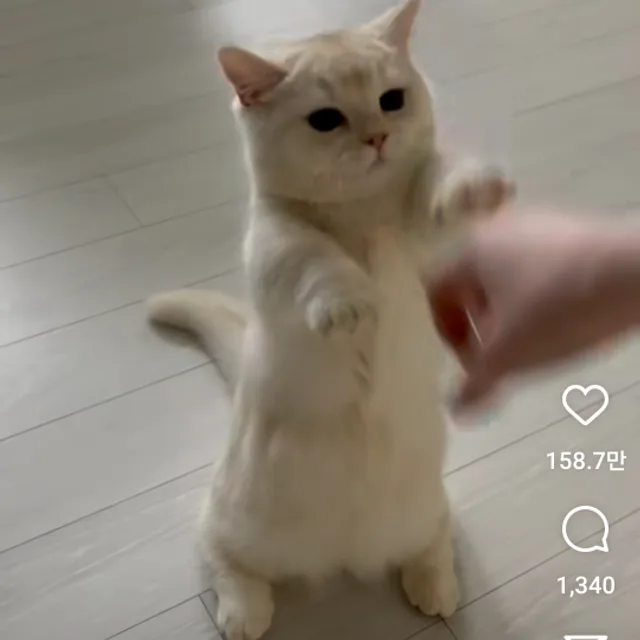 냥냥