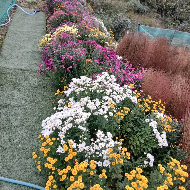 변천사