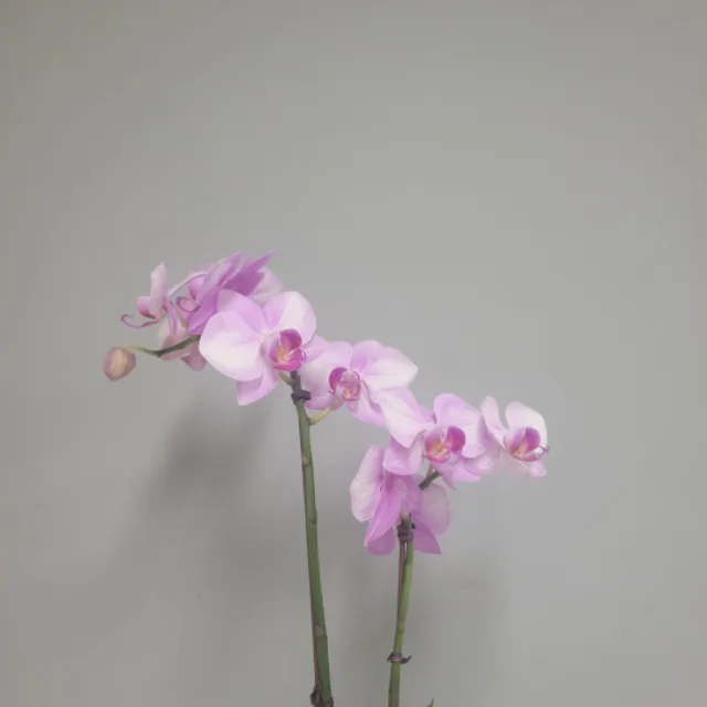 꽃분이네