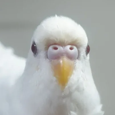 하꼬0v0