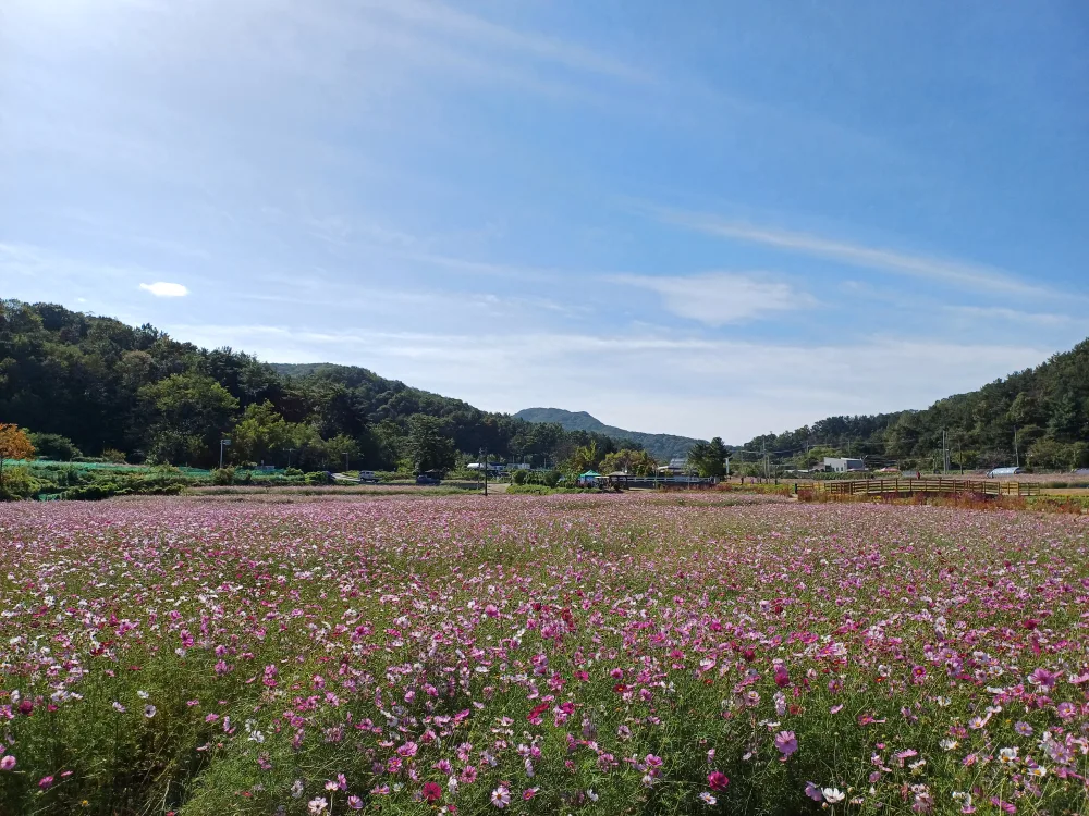 나빌레라