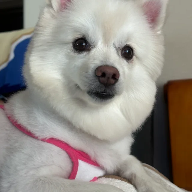 아이야
