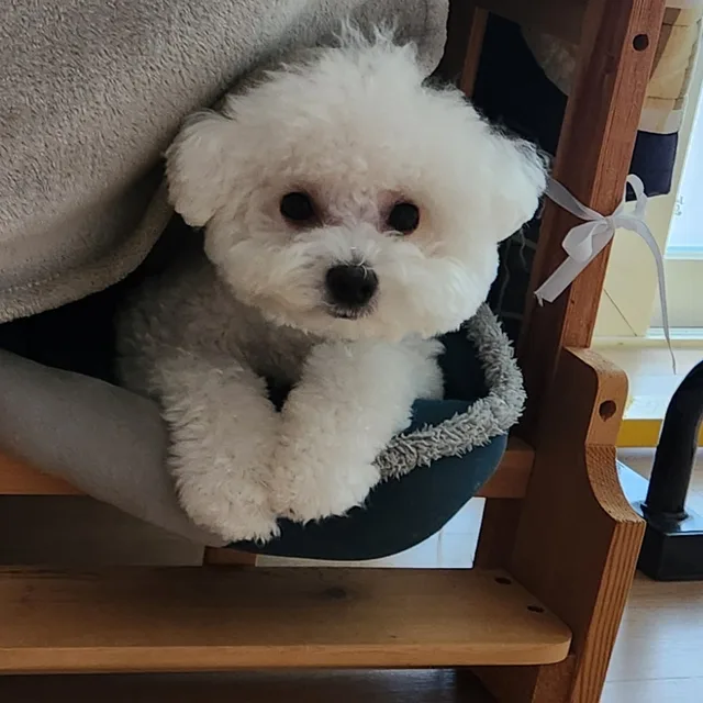 콩이