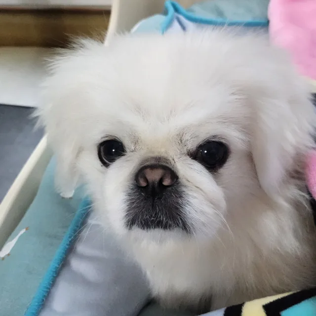 달고나
