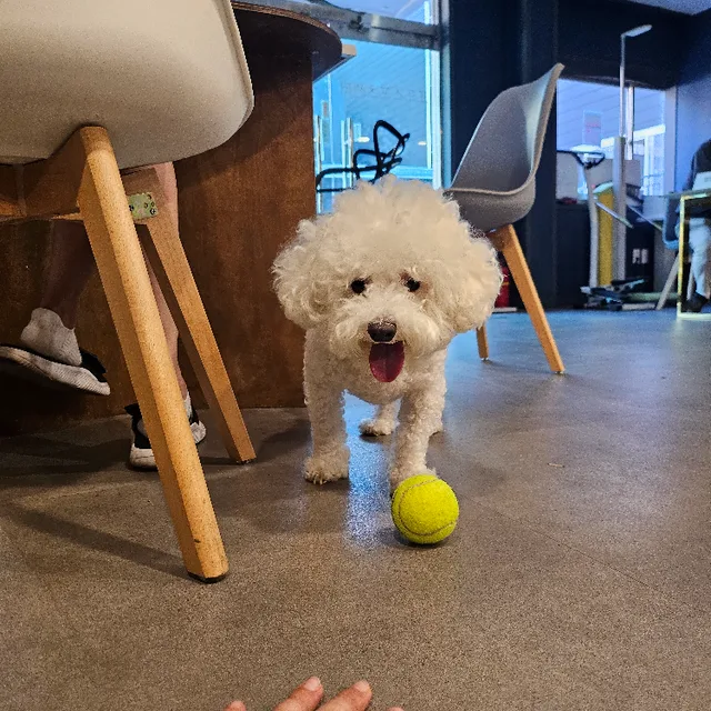 판다둥